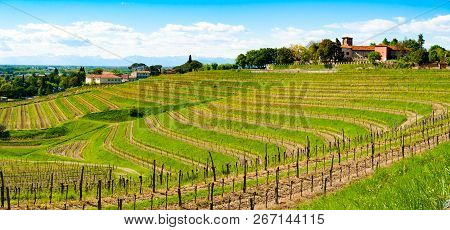 Panoramic View Of Vineyards Below Buttrio Castle, Udine, Friuli, Italy