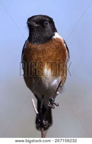 Male Stone Chat Perching On A Thin Twig In The Sun Close-up