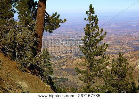 Pine Forest On A Mountain Ridge Overlooking The Mojave Desert And The Town Of Victorville Taken In T