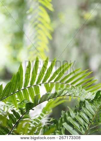 Nephrolepis Sp. Cultivar Planted In Ornamental Plants By Garden, Hanging Potted Plants.