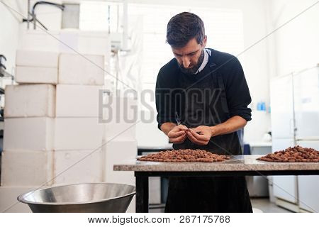 Chocolate Making Factory Worker Examining Cocao Beans For Quality