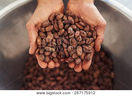 Worker Holding A Handful Of Cocao Beans For Chocolate Making