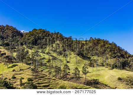 Bosque De Palma De Cera La Samaria  near San Felix near Salamina Caldas in Colombia South America