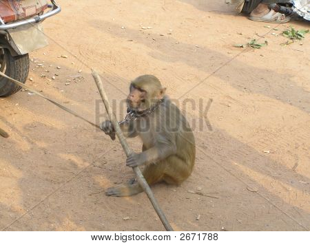 Realização de macaco