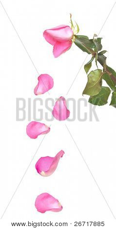 Rosa appassita con petali caduti