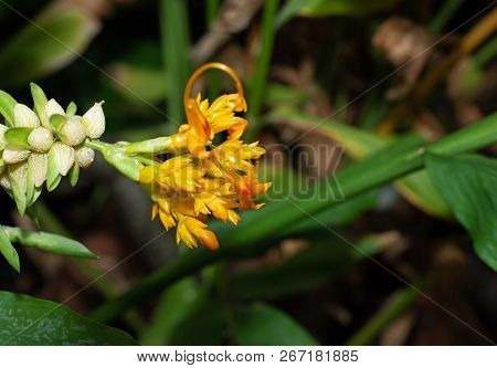 Closeup Dancing Ladies Ginger Flowers With Buds Isolated On Nature Background