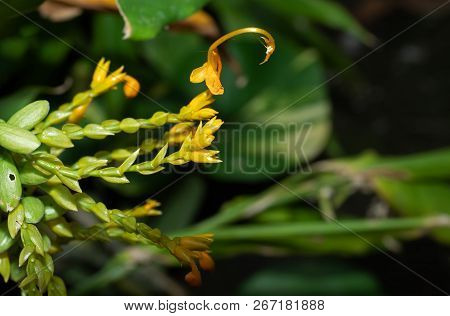 Closeup Dancing Ladies Ginger Flowers Isolated On Nature Background