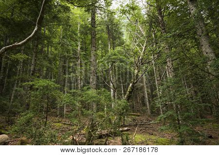 Spanish Forest In Aragon, Jaca, In Which A Trunk Is Perched