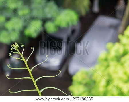 Macro Of Gracile Fern Leaves With Bokeh Background, Beauty In Nature..