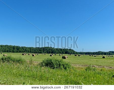 Fresh Hay. Good-quality Hay Is Green And Not Too Coarse, And Includes Plant Heads And Leaves As Well