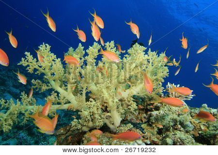 Barriera corallina e pesci tropicali