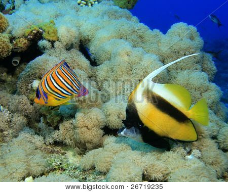 Royal Angelfish i częstych Morze Czerwone