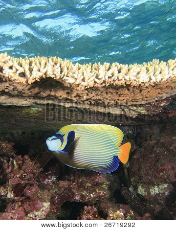 Kejsaren Angelfish under en tabell korall