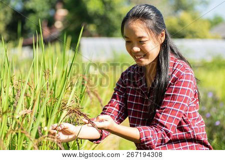 Asian Young Woman Farmer Cheking Quality Of Organic Rice Field