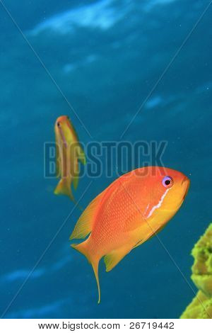 Lyretail Anthias