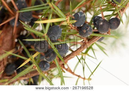 Juniperus Communis Branch With Green Needles And Blue Fruits