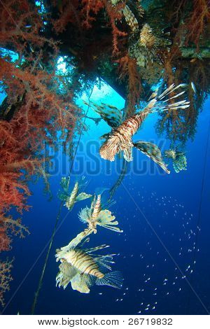 กลุ่มของ Lionfishes การล่าสัตว์