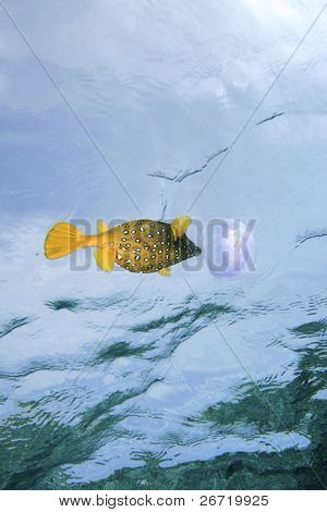Keltainen Boxfish syöminen meduusoja
