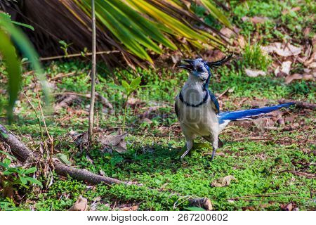 White-throated Magpie-jay Calocitta Formosa On Ometepe Island, Nicaragua