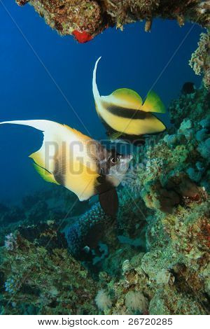 Par røde Hav Bannerfish (Heniochus intermedius)