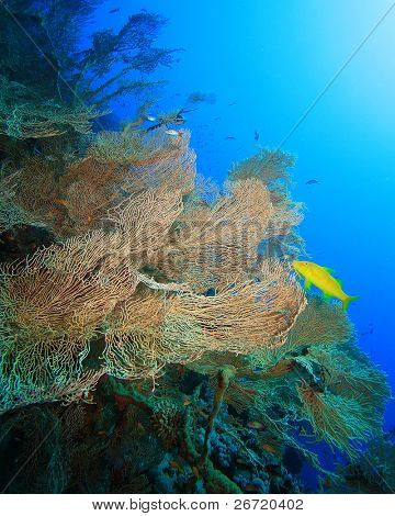 Gorgonian Fan koraller (Annella mollis) og Yellowsaddle Goatfish (Parupeneus cyclostomus)