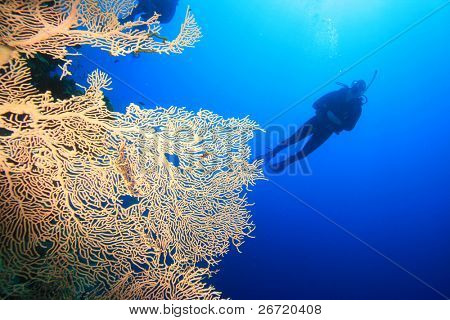 Scuba Diver og Gorgonian Fan Coral