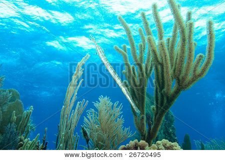 캐리 비안 수 중 풍경 Trumpetfish