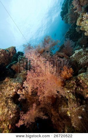 Farverige bløde koraller (Dendronephthya hemprichi)