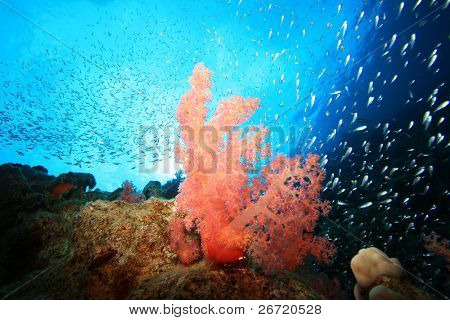 Corallo molle con il sole che splende attraverso il branco di glassfish sfondo