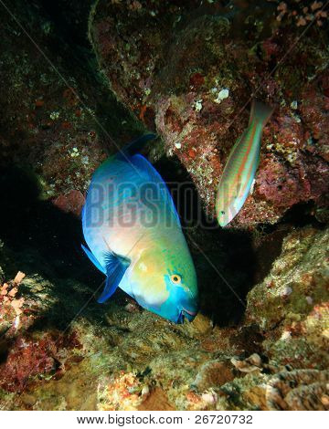 Rusty Parrotfish (Scarus ferrugineus) e Wrasse di Klunzinger (Thalassoma lunare)