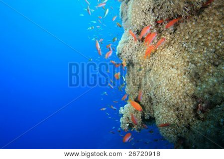 weiche Korallen und roten Meer anthias