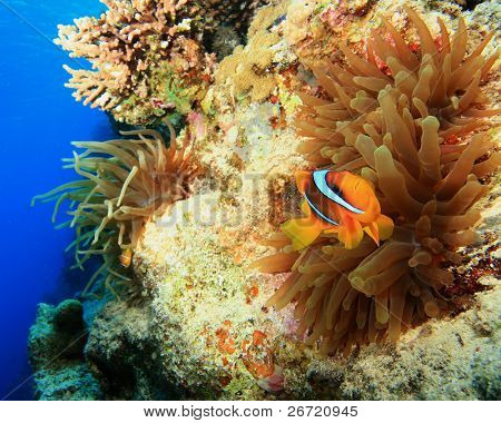 Rotmeer-Anemonenfisch (Amphiprion Bicinctus)