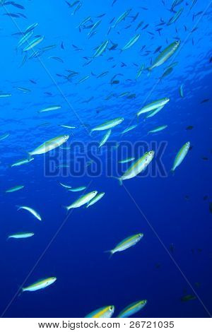 Goldband Fusiliers (Pterocaesio chrysozona)