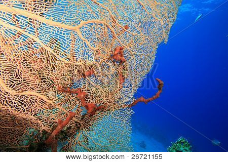 Gorgonian Fan Coral (Annella mollis)
