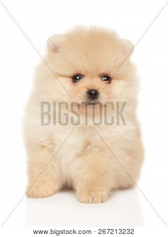 Tiny Spitz Puppy Sits On White Background