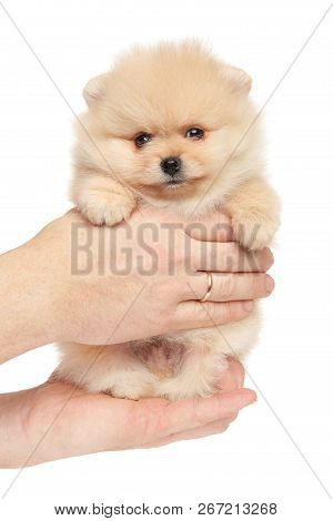 Tiny Spitz Puppy Puppy In Hands On White Background. Baby Animal Theme