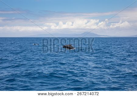 Pilot Whale, Blackfish Or Cetaceans In The Family Globicephala, Swimming And Jumping In Blue Water O