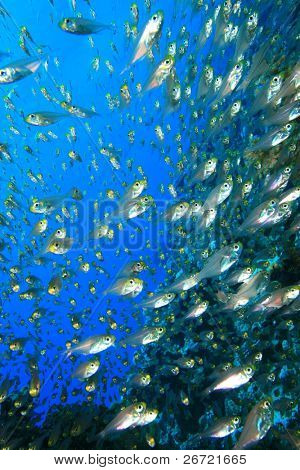 Glassfish เรียกว่าโกลเด้น Sweepers (Parapriacanthus ransonneti)