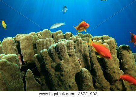 Porites korálů a Anthias