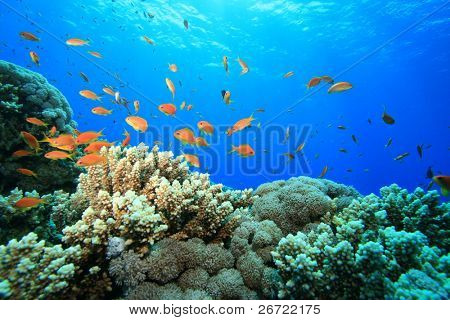 Recifes de corais e Lyretail Anthias no mar vermelho