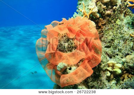 스페인 댄서 nudibranch (Hexabranchus sanguineus)의 알
