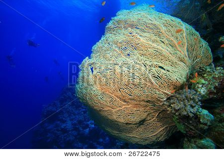 Kæmpe havet Fan (Gorgonian) og dykkere