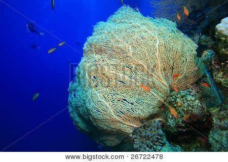 Kæmpe havet Fan (Gorgonian) og dykkere