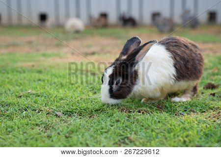 This Is A Rabbit Sitting On Green Grass