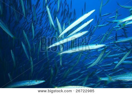 Hejno Yellowtail Barracuda (Sphyrena flavicauda)