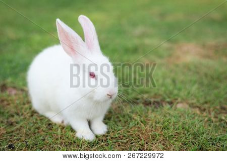 This Is A Rabbit Sitting On Green Grass