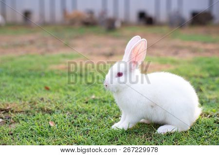 This Is A Rabbit Sitting On Green Grass