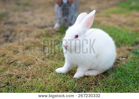 This Is A White Rabbit Sitting On Green Grass