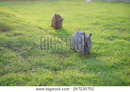 This Is A Rabbit Sitting On Green Grass