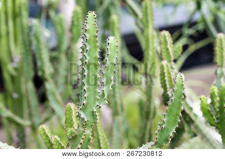 Cactus On The Rocky Decorative Flowerbed. The Latin Name Is Euphorbia Trigona